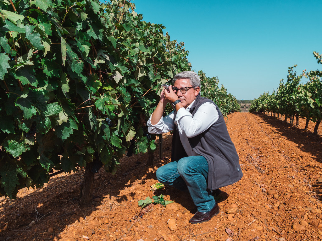 Análisis de maduración de la uva para su recolección en Bodegas Otero