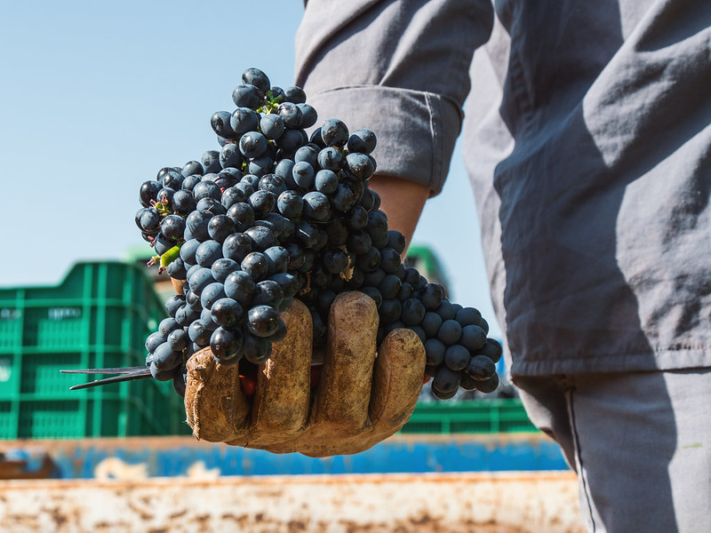 El viñedo de Bodegas Otero